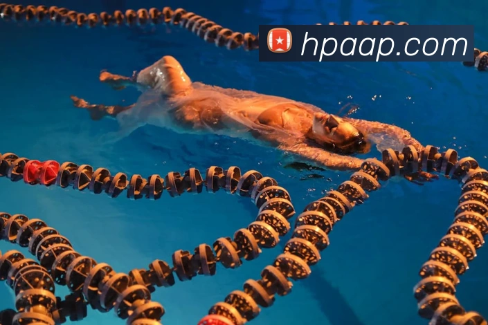 pg国际网站平台生态图